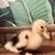Ancona ducklings for adoption hatch 7/14 1 thumbnail