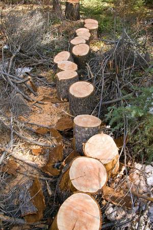 Green Firewood /  Green Fire wood 1