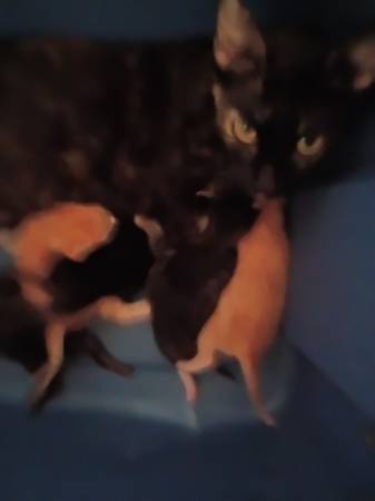 Beautiful tortoise shell mother 1