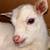 ADGA PEDIGREE NIGERIAN DWARF KIDS FOR SALE – YES, SALE PRICES ! 3 thumbnail