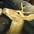 Deer head 1 thumbnail