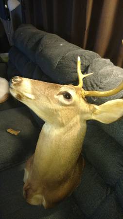 Deer head 1