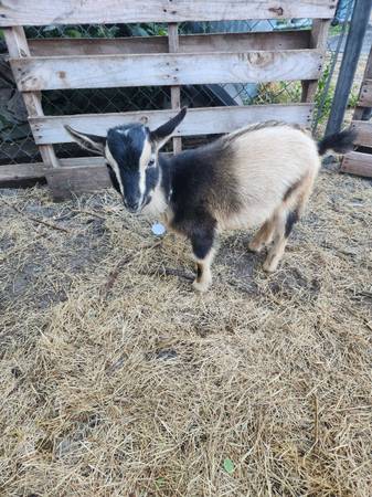 Nigerian Dwarf buckling for rehoming 1