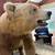 Russian Brown Bear Mount 4 thumbnail