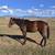 9 Thoroughbred Gelding 18 thumbnail