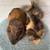 Pair of Young Bonded Male Guinea Pigs 2 thumbnail