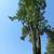 █►TREE CUTTING & LANDSCAPING SERVICE BY PEREZ◄█ 5 thumbnail