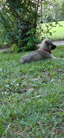 Puppy for rehoming (Johnson city)63896548363394121