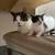 Kittens 2 thumbnail