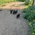 Feeder pigs 1 thumbnail