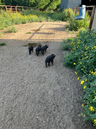 Feeder pigs 1
