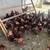 Chickens 3 thumbnail