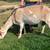 ADGA Lamancha Does in milk 1 thumbnail