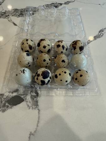 QUAIL EGGS 1