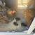 Baby chicks 1 thumbnail