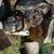 Stihl chainsaw ms311 20" bar 3 thumbnail
