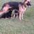 German shepherd 2 thumbnail