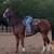 Thoroughbred (8years) 4 thumbnail