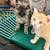 Kittens 3 thumbnail
