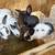 Rabbits 1 thumbnail