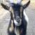 what a stud! Goat available for breeding 1 thumbnail