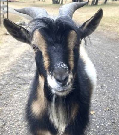 what a stud! Goat available for breeding 1