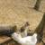 Free Bantam chickens 6 thumbnail