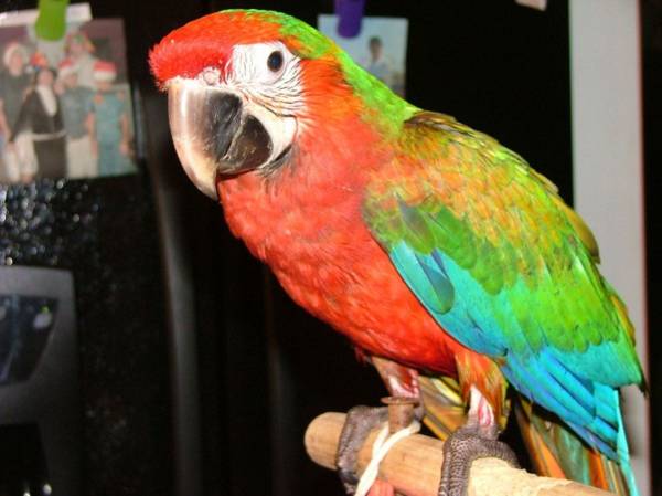 My cousin needs to rehome Harleyquin Macaw. Please reach out for info (Brooklyn)