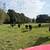 bred cows 1 thumbnail