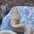 Lavender Albino Ball Python 3 thumbnail