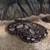 Ball python - rehoming includes enclosure, heat lamps, heat pad, etc. 2 thumbnail