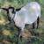Naturally Raised Icelandic Ewe Lambs 18 thumbnail