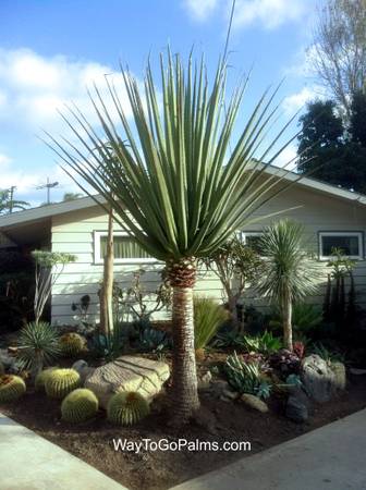 Furcraea mcdouglii 1