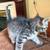 3 Tabby Kittens - Ready for their Forever Homes 6 thumbnail