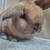 Holland lop rabbit 4 thumbnail
