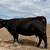 Registered Black Angus Cattle 1 thumbnail