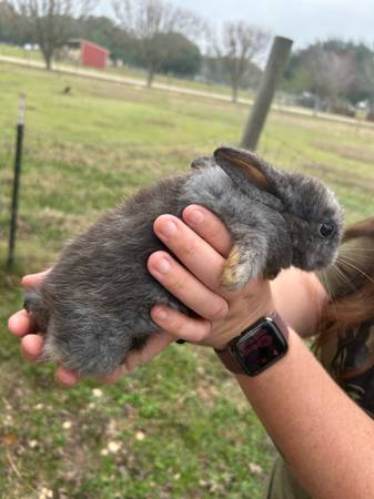 Female baby bunny 1