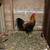 McLean hatch 2 thumbnail