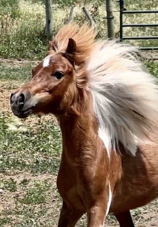 Miniature Horse 1