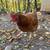Laying hens 2 thumbnail