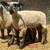 Ram Lambs 4 thumbnail