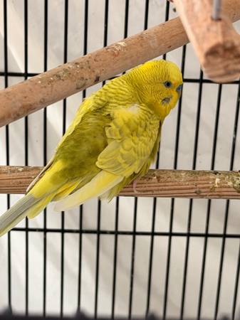 Parakeet birds (San Diego)