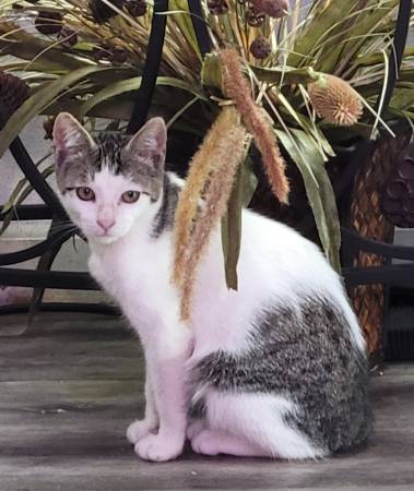 Bobtail-Pixi x63874561317379121