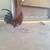 Gamefowl 4 thumbnail