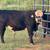 Mini baldy bull 3 thumbnail