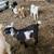 Nigerian Dwarf Buck Kids 3 thumbnail