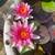 Water Lilies 7 thumbnail