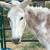 Large gelding donkey 2 thumbnail