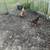 Biefielder Rooster and 4 hens 2 thumbnail