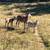 Nubian doe in milk with doeling and wether kids goat 1 thumbnail